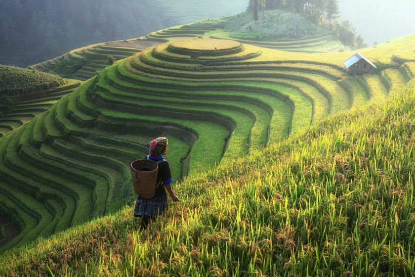 Mu Cang Chai