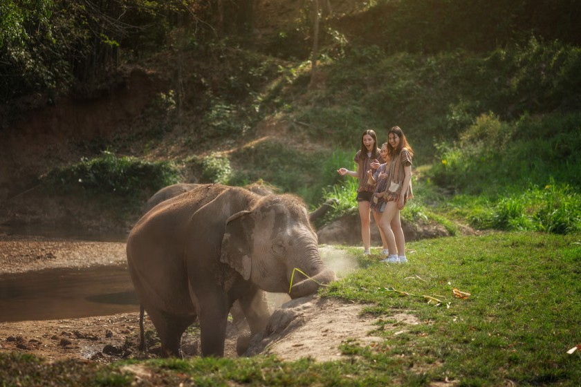 Elephant Jungle Sanctuary 