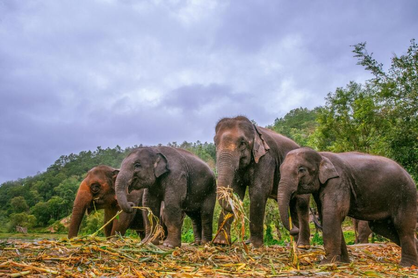 Elephant Chiang Mai