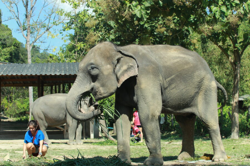 Viallage d'Éléphant