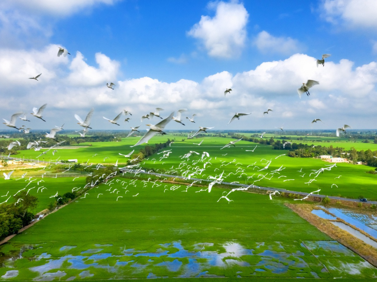 Top-7-unmissable-destinations-in-Mekong-Delta
